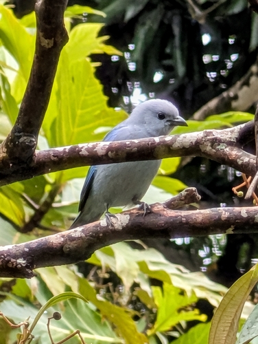 Blue-grey Tanager (Thraupis episcopus)