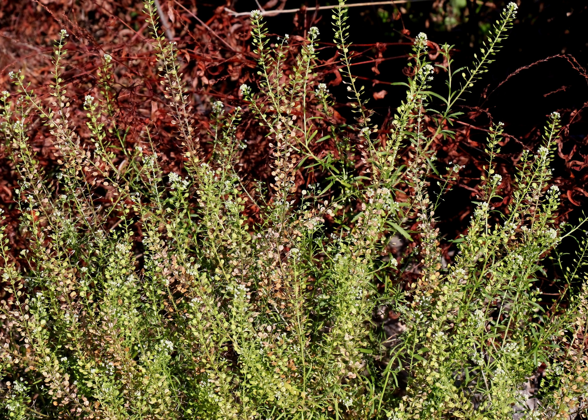 Virginia pepperweed