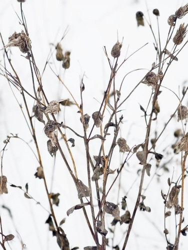 Foto de Cardo-canadense