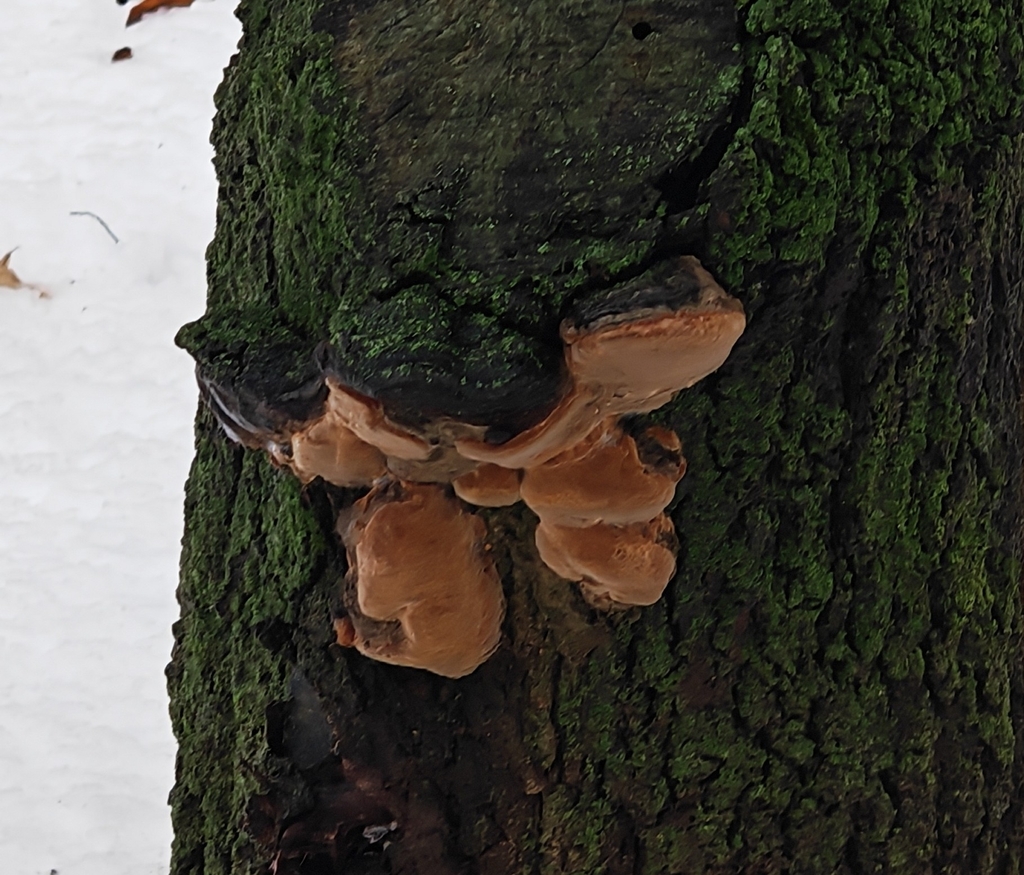 Phellinus pomaceus · January 2026 · photo: © p_andrey (iNaturalist, cc-by-nc)