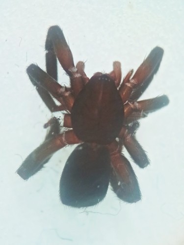 Zelotes balcanicus