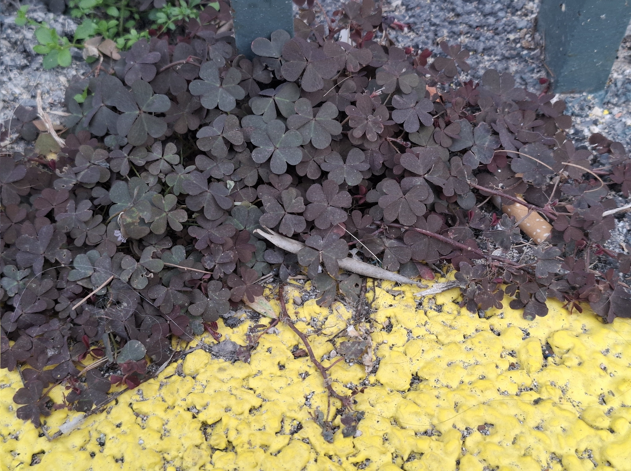 Oxalis corniculata