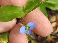Commelina diffusa diffusa