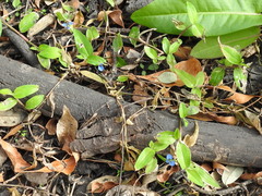 Commelina diffusa diffusa