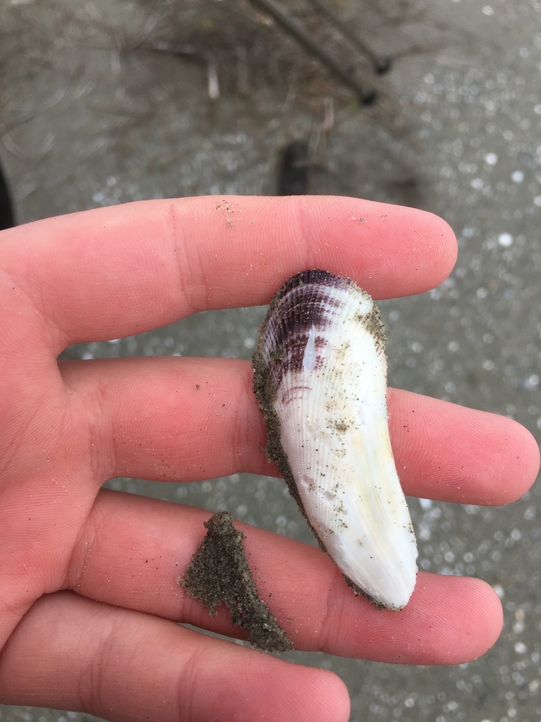 southern ribbed-mussel