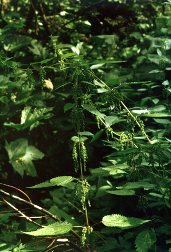 Japanese Nettle (Urtica platyphylla)