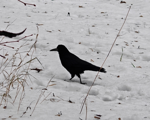 Rook (Corvus frugilegus), photo 1