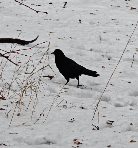 Rook (Corvus frugilegus), photo 2