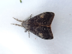 Orgyia pseudotsugata