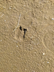 Gazella subgutturosa