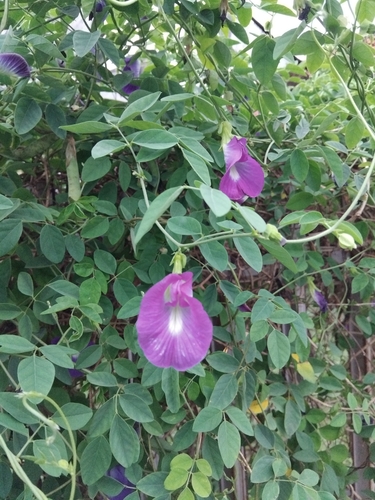 Clitoria ternatea