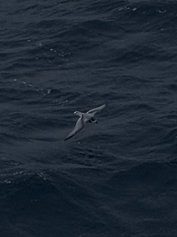 Blue Petrel (Halobaena caerulea), photo 2