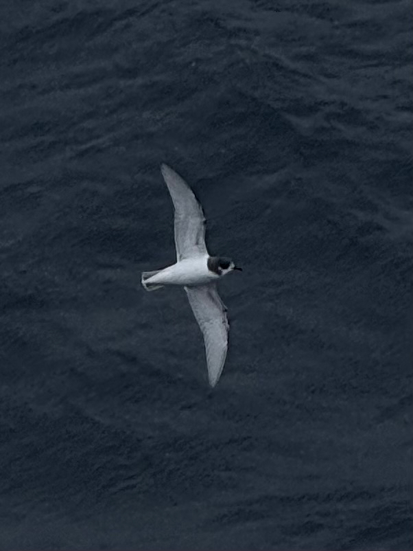 Blue Petrel (Halobaena caerulea), photo 7