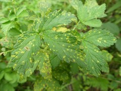 Quasipucciniastrum ochraceum