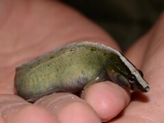 Nosestripe Klipfish photo 2