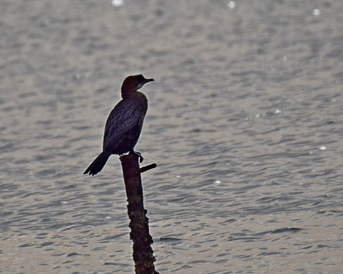 Pygmy Cormorant (Microcarbo pygmaeus), photo 3