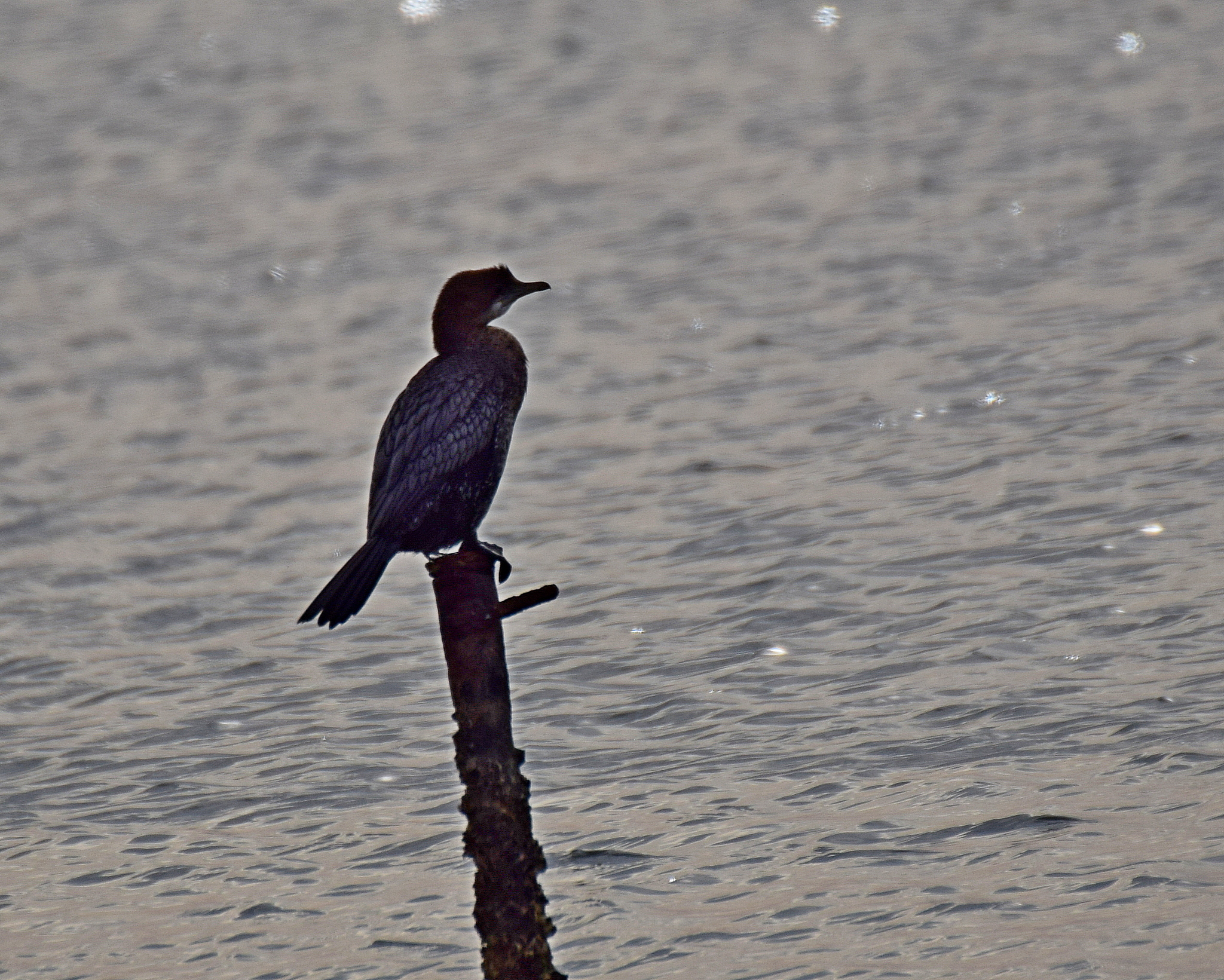 Pygmy Cormorant (Microcarbo pygmaeus), photo 3