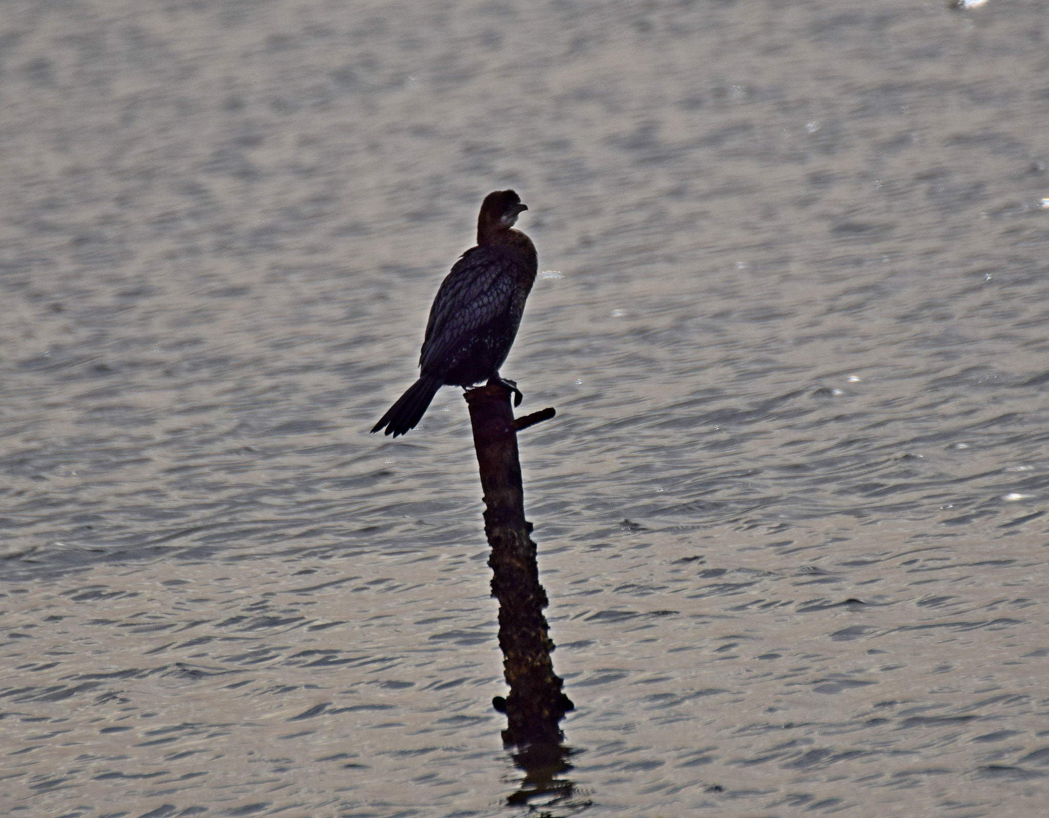 Pygmy Cormorant (Microcarbo pygmaeus), photo 4