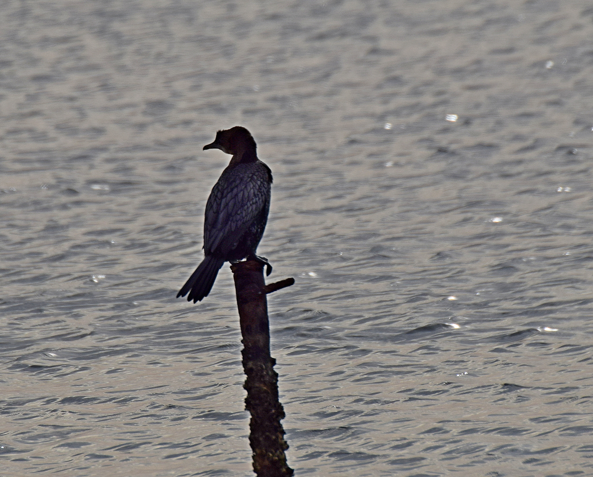 Pygmy Cormorant (Microcarbo pygmaeus), photo 5