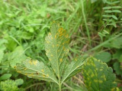 Quasipucciniastrum ochraceum