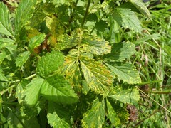 Quasipucciniastrum ochraceum