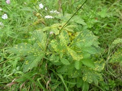 Quasipucciniastrum ochraceum