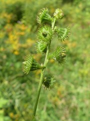 Quasipucciniastrum ochraceum