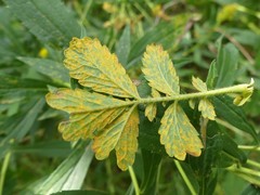 Quasipucciniastrum ochraceum