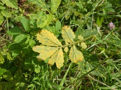 Quasipucciniastrum ochraceum