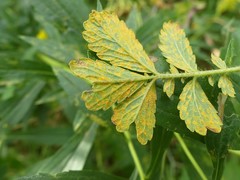 Quasipucciniastrum ochraceum