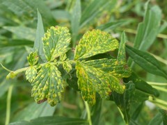 Quasipucciniastrum ochraceum