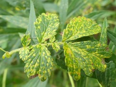 Quasipucciniastrum ochraceum