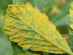 Quasipucciniastrum ochraceum