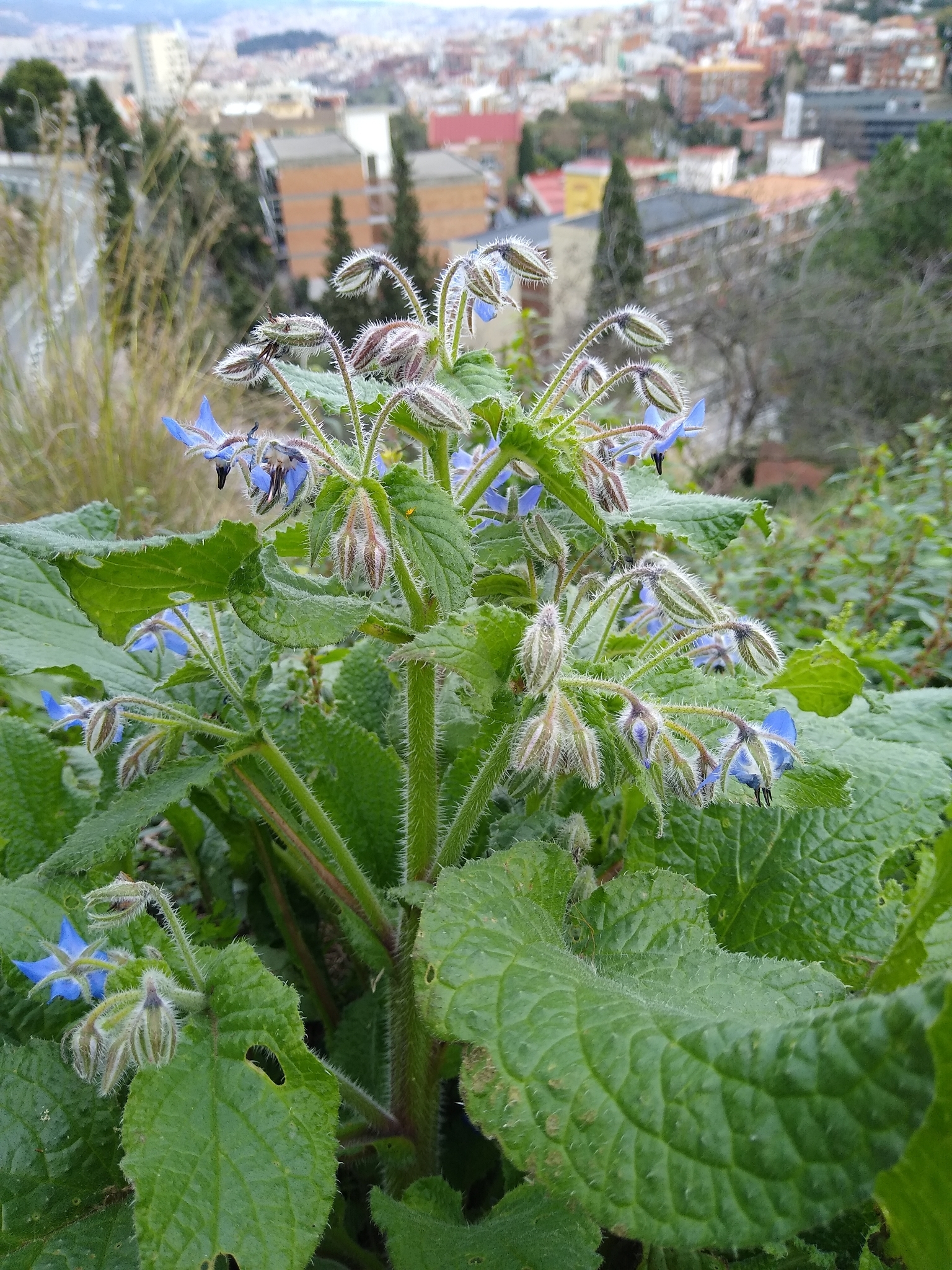 Borage