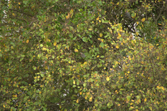Urocolius macrourus
