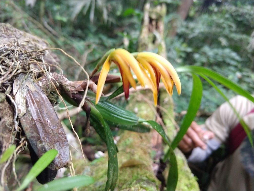 Maxillaria aciantha