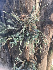 Tillandsia tricholepis