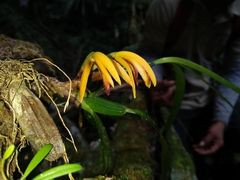 Maxillaria aciantha