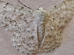 Pingasa abyssiniaria