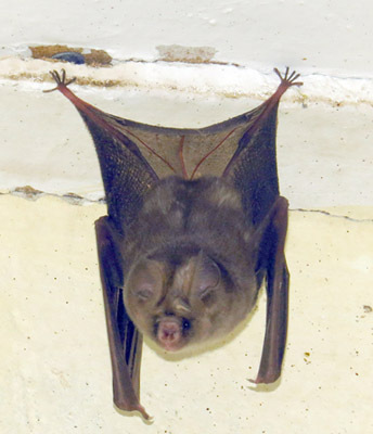 Hipposideros caffer