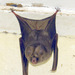 Hipposideros caffer - Photo (c) Joachim Louis, some rights reserved (CC BY-NC-ND), uploaded by Joachim Louis