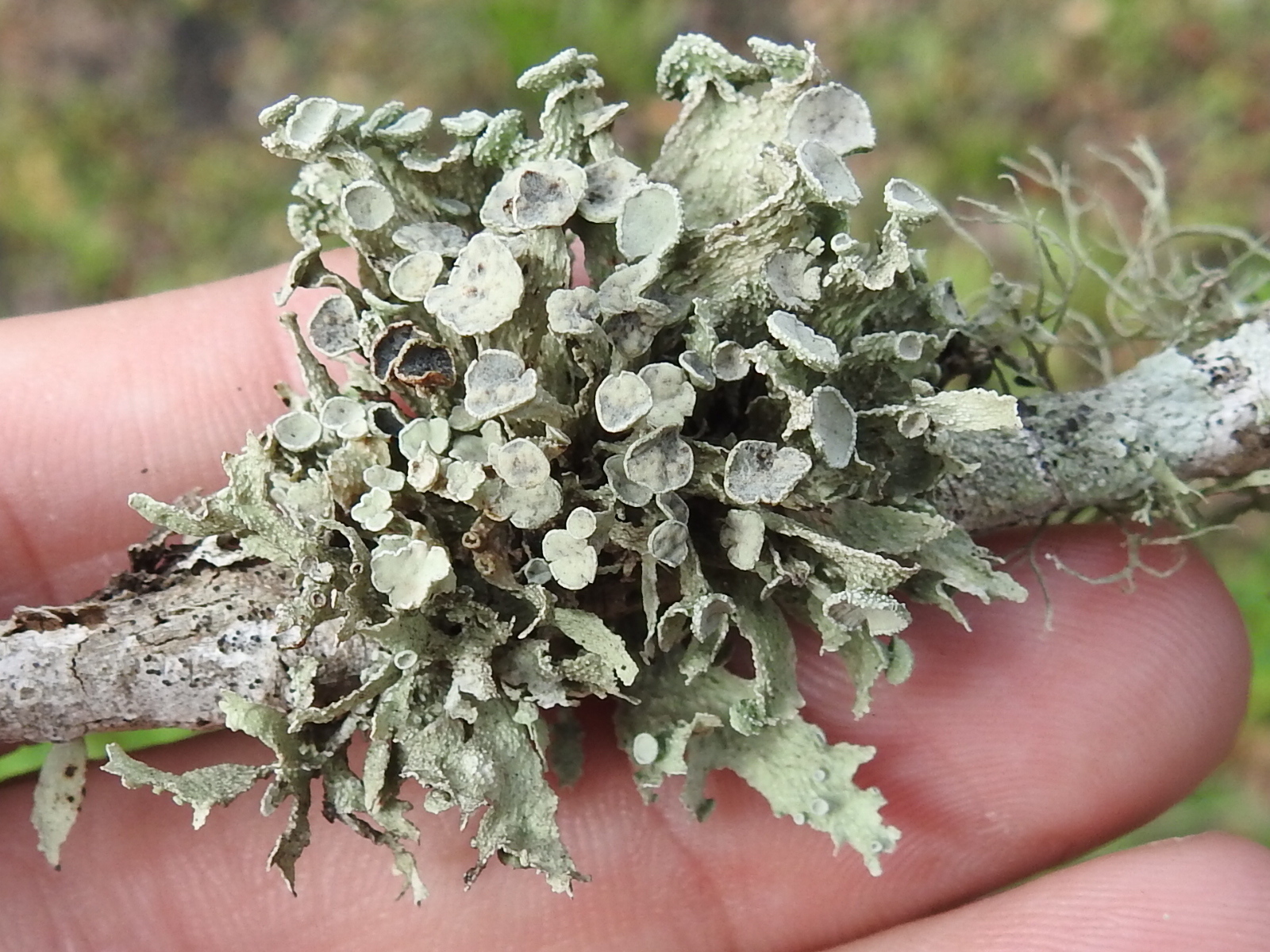 Ramalina complanata image