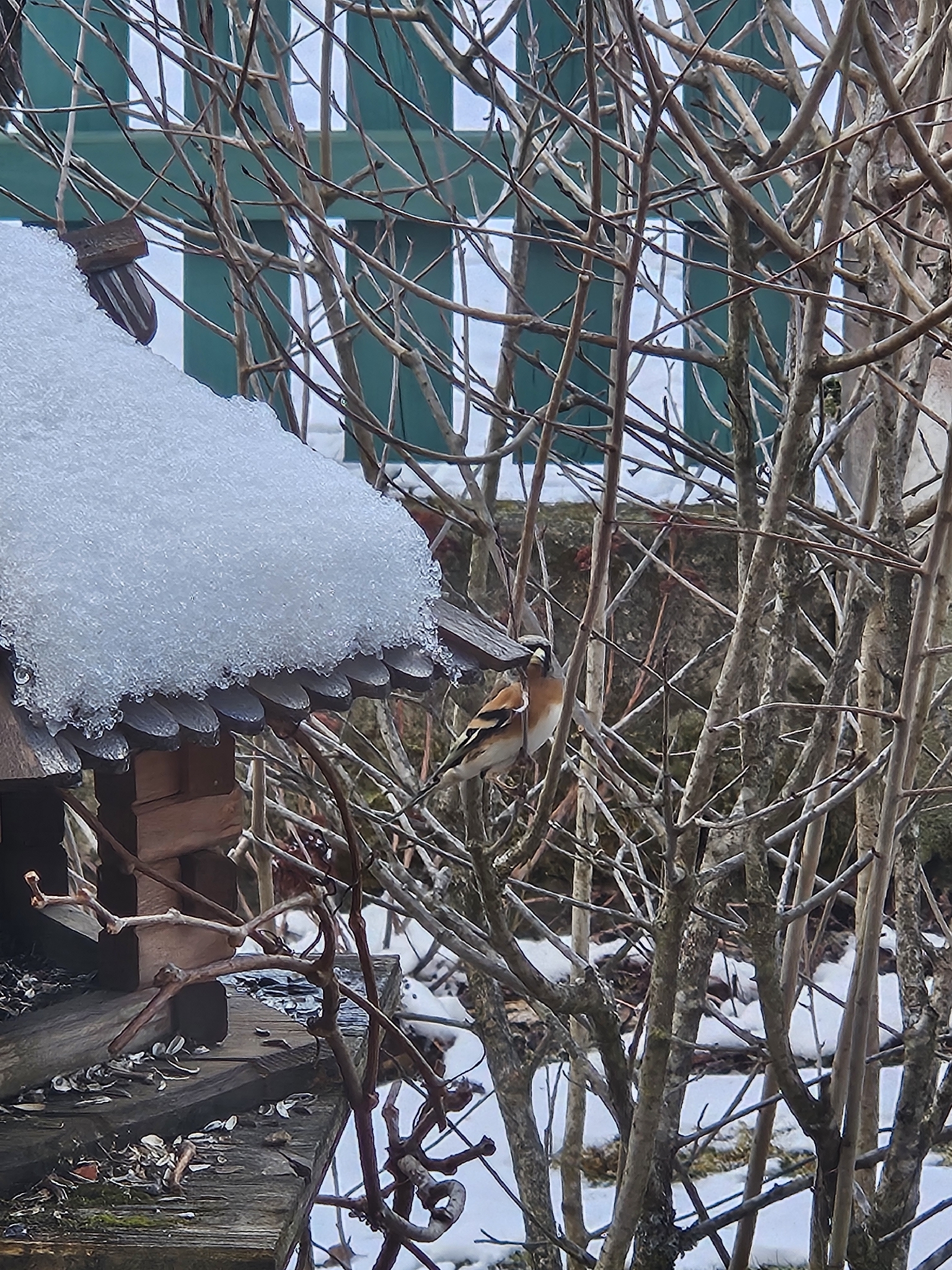 Brambling (Fringilla montifringilla), photo 3