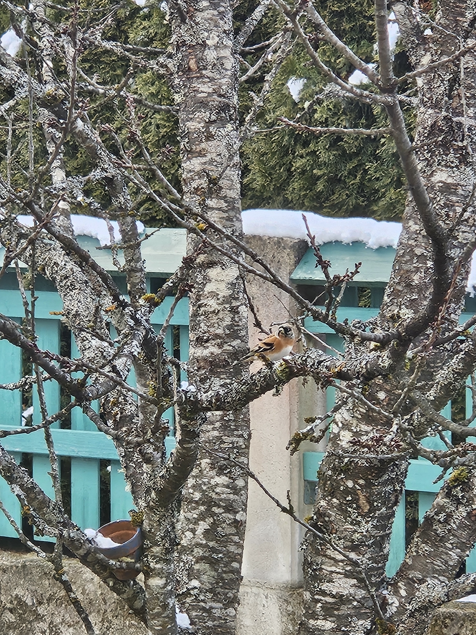 Brambling (Fringilla montifringilla), photo 4