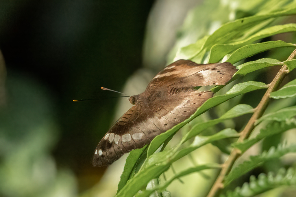 Euthalia agnis