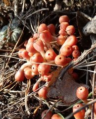 Microstoma protractum