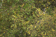 Urocolius macrourus