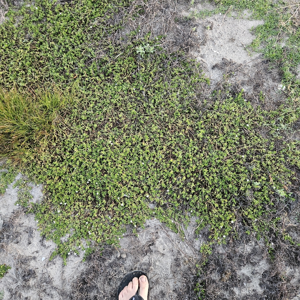 Rau đắng biển – Bacopa monnieri