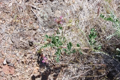 Astragalus malacus