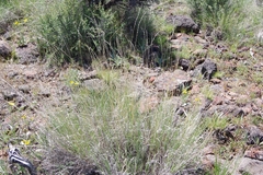 Pseudoroegneria spicata